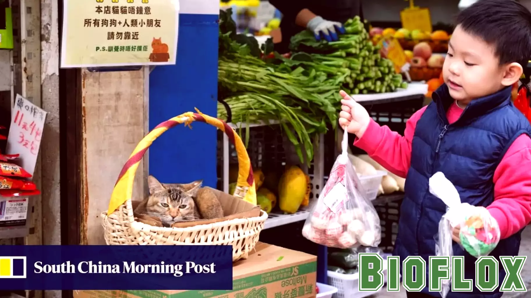 Addressing Cat Health Concerns in Hong Kong: Reader Insights