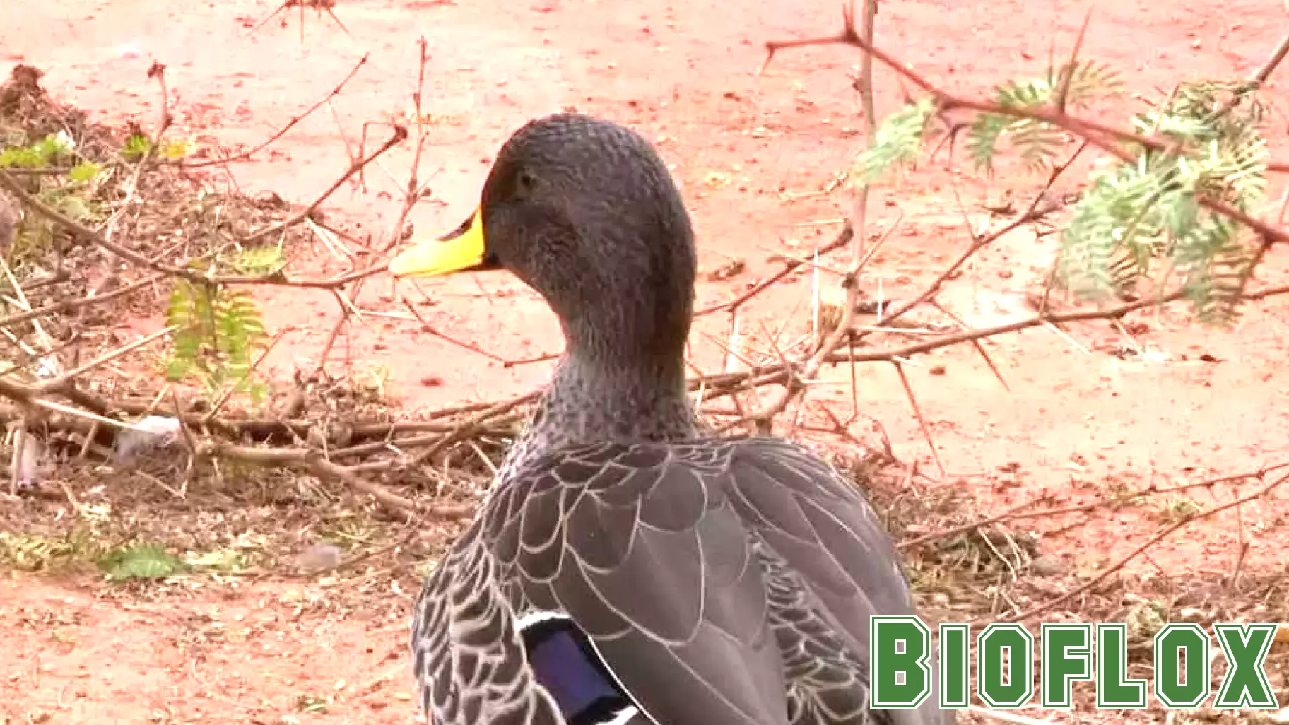 Avian Influenza Detected in Lincoln Wastewater Sample