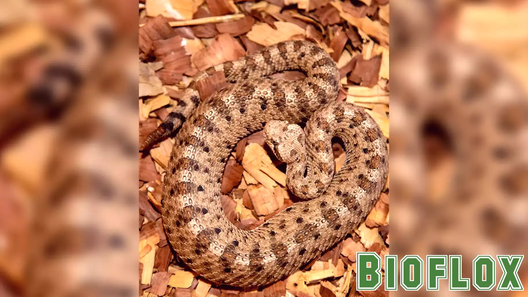 First Rattlesnake Bite Case of 2025 Reported in Eloy