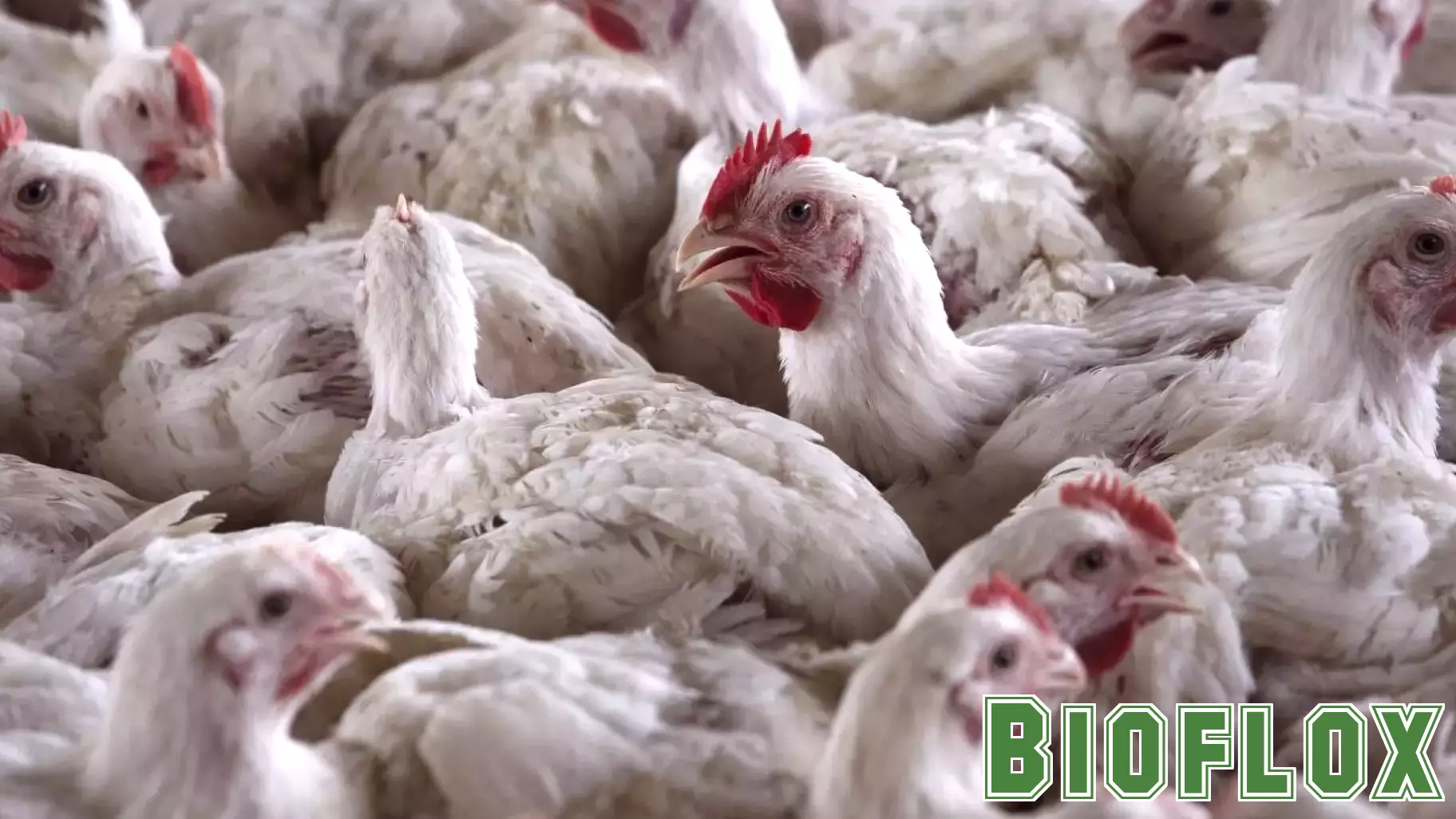 Impact of Federal Health Blackout on Bird Flu Management